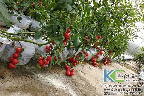 無土栽培，無土栽培技術，無土栽培設備