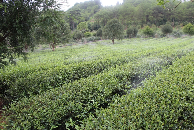 無土栽培，無土栽培技術(shù)，無土栽培設(shè)備