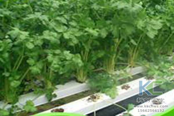 無(wú)土栽培，無(wú)土栽培技術(shù)，無(wú)土栽培設(shè)備